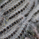 Thaumetopoea processionea, or the oak processionary moth, in its larval stage.